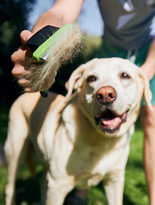 person brushing dog with brush